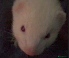 Ferret rodents Jill for sale  - Advert 7