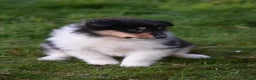 Rough Collie dogs for sale: Kc registered rough collie puppies  - Advert 5