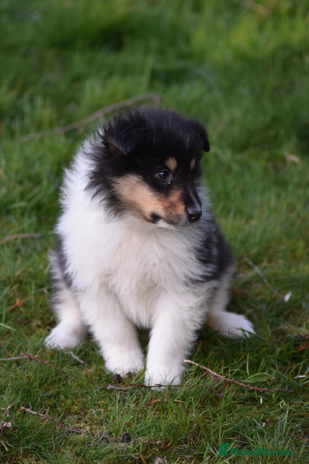 Rough Collie dogs for sale: Kc registered rough collie puppies  - Advert 5
