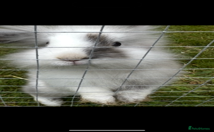 Lionhead rabbits - Advert 1