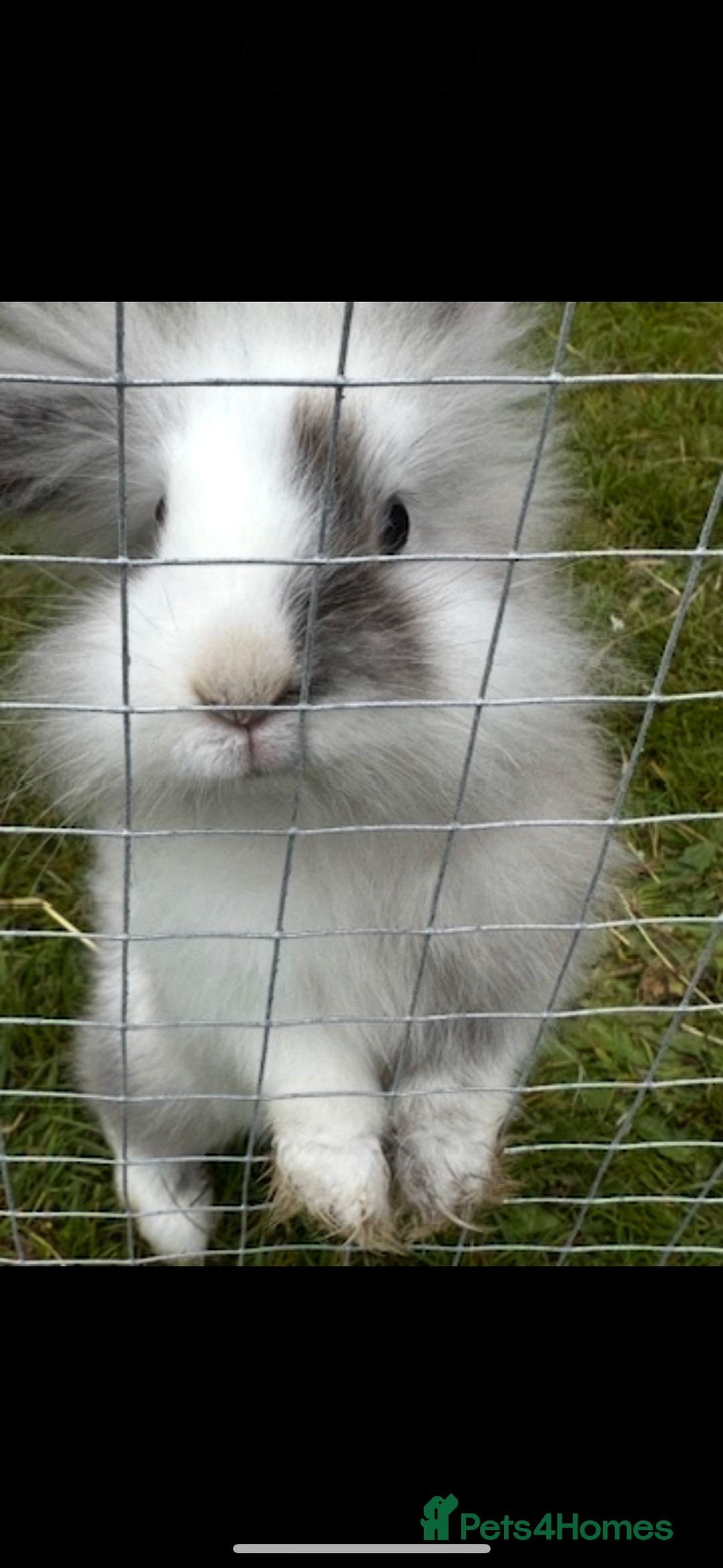 Lionhead rabbits for sale: Bonded Lionhead Rabbits - Image 1