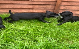 Patterdale Terrier dogs for sale: Patterdale terrier pups  - Image 15
