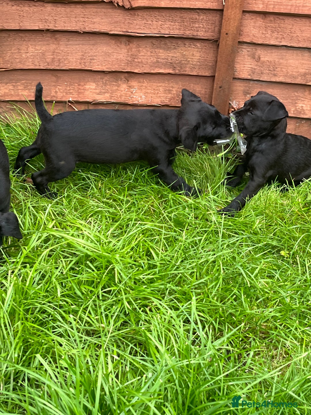 Patterdale Terrier dogs for sale: Patterdale terrier pups  - Image 15