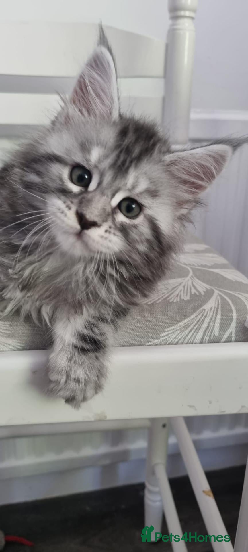 Maine Coon cats XXL Stunning TICA Reg Kitten - Champion Bloodlines - Advert 15