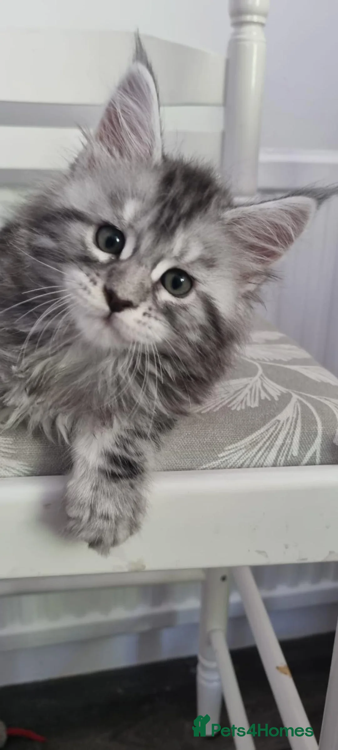 Maine Coon cats for sale: XXL Stunning TICA Reg Kitten - Champion Bloodlines - Advert 2