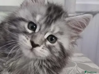 Maine Coon cats XXL Stunning TICA Reg Kitten - Champion Bloodlines - Advert 15