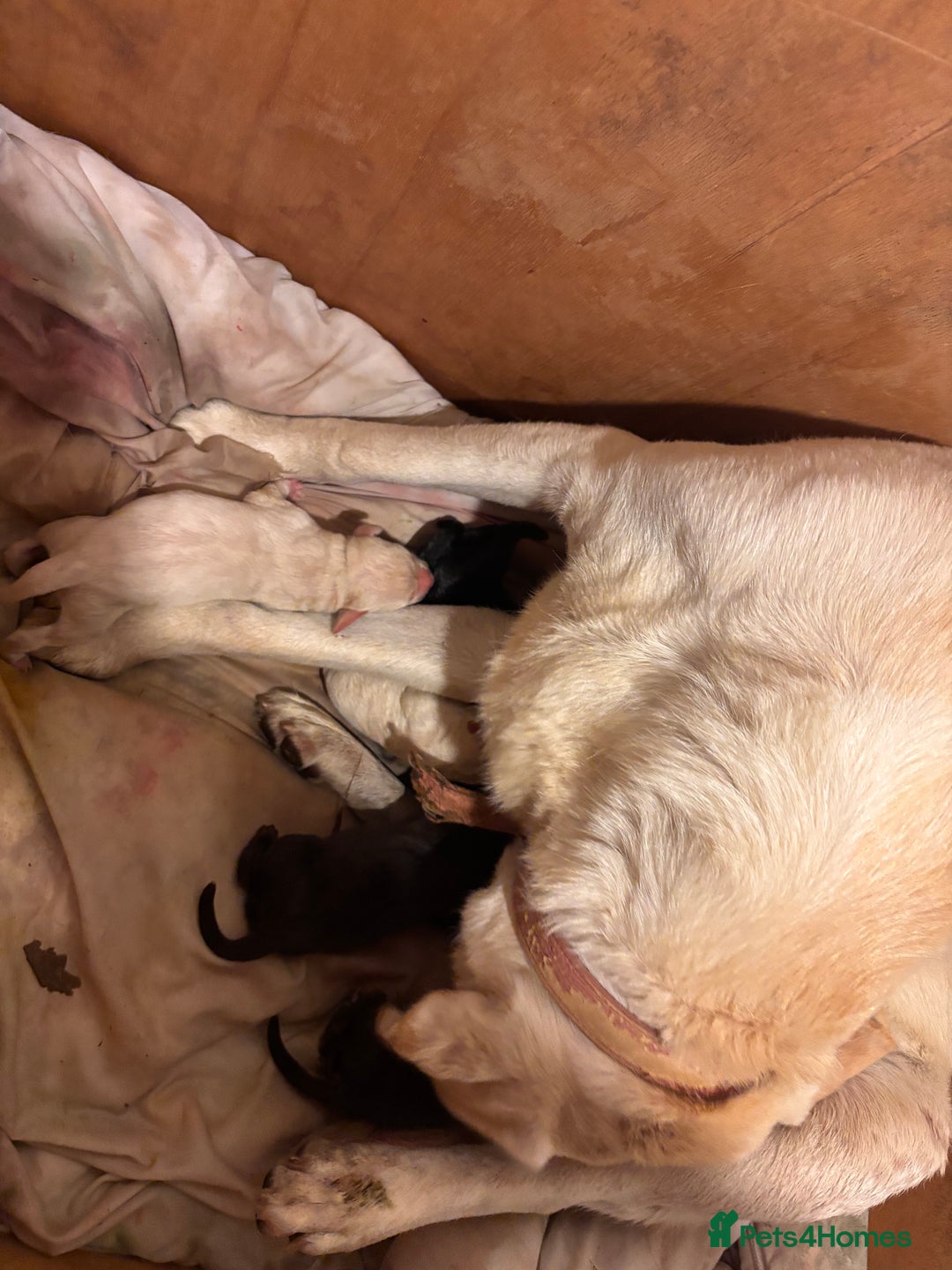 Labrador Retriever dogs for sale: Lab puppies  - Image 1