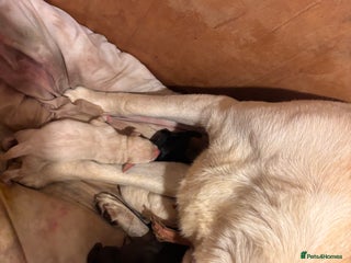 Labrador Retriever dogs for sale - Advert 1