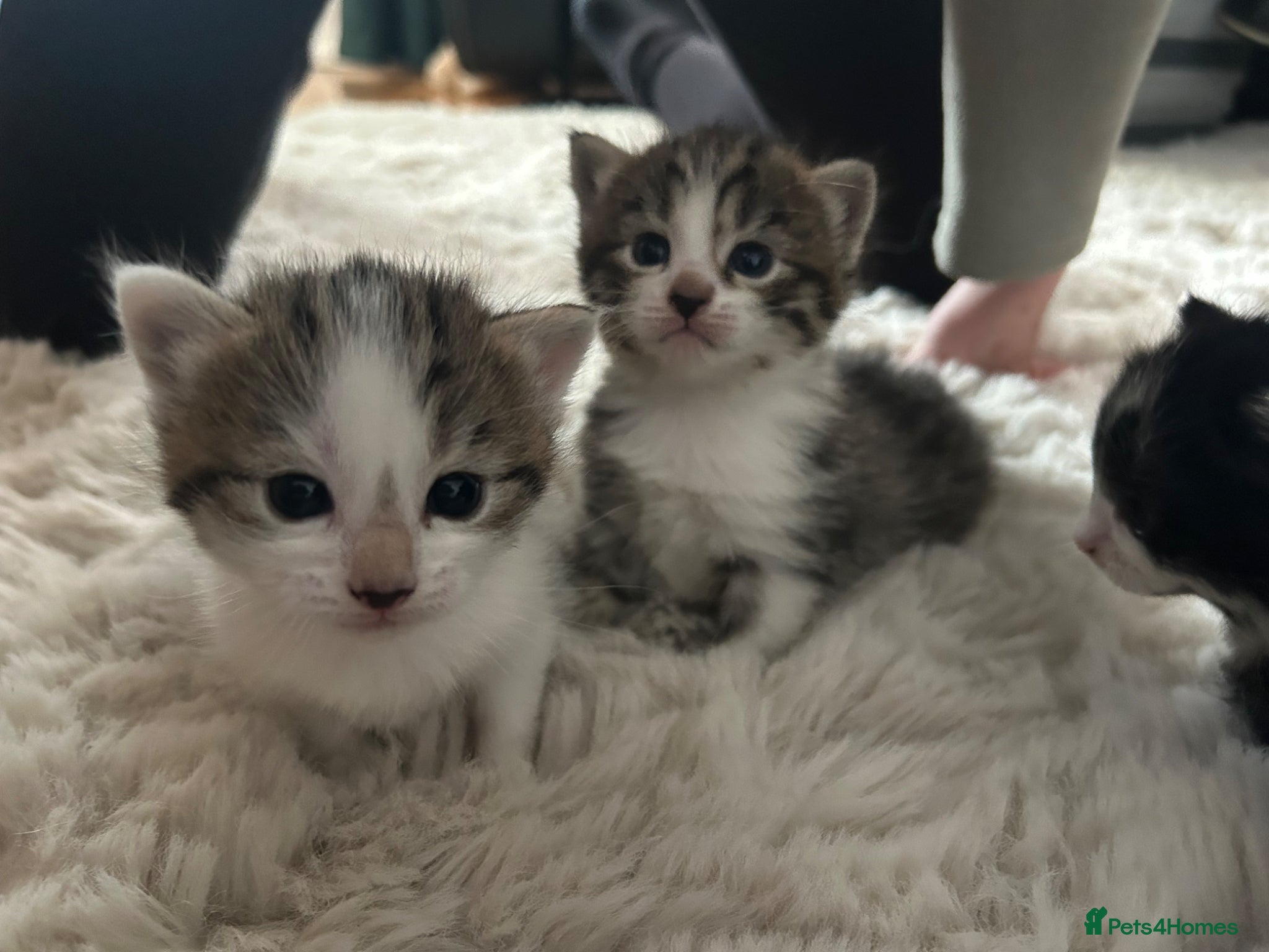 Snowshoe cats Two snowshoe x domestic kittens  - Advert 1