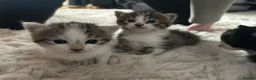 Snowshoe cats for sale: Two snowshoe x domestic kittens  - Advert 4