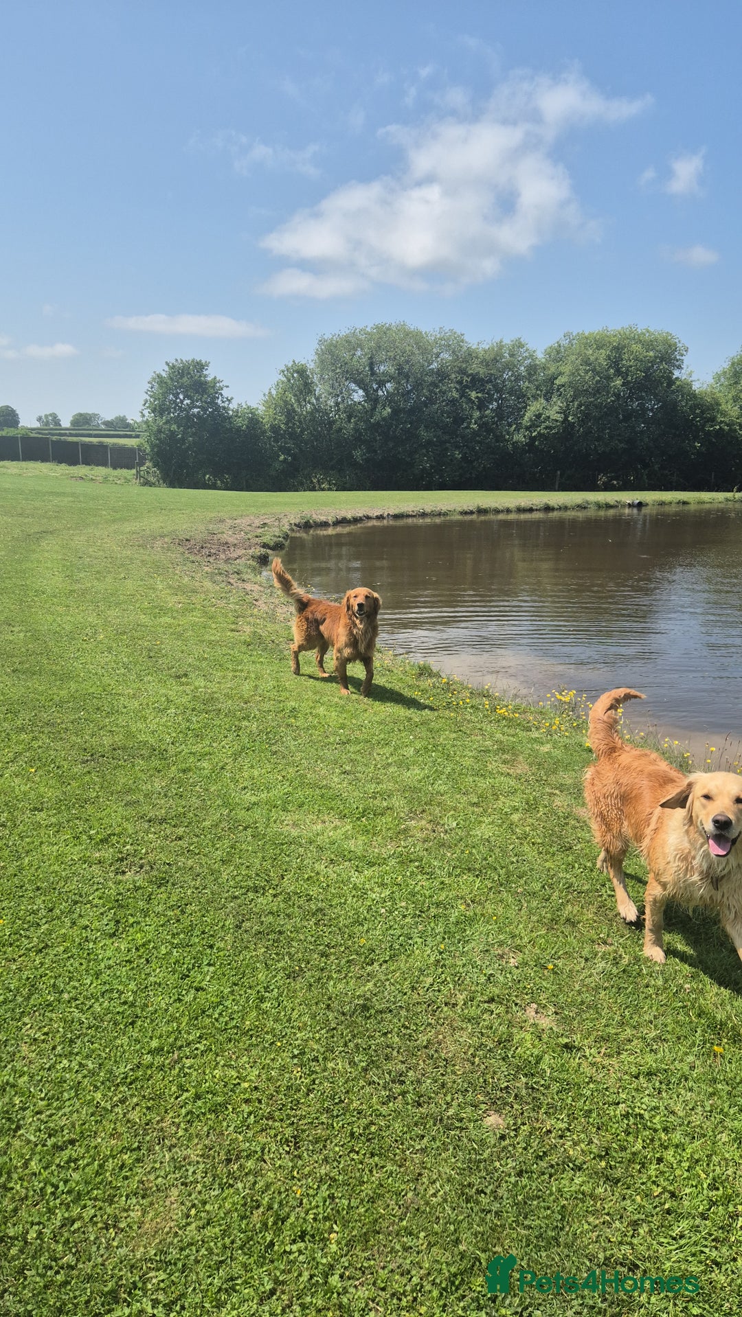Golden Retriever dogs for sale: KC GOLDEN RETRIEVER PUPPIES HEALTH SCORED PARENTS  - Advert 3