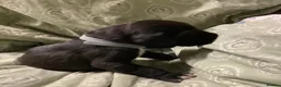 Great Dane dogs for sale: Great Dane puppies for sale - Advert 26