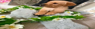 Goldador Puppy 3