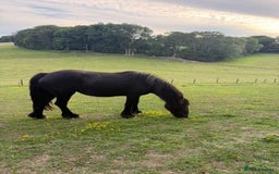 Fell horses for sale: Stunning black 2 year old Fell filly - Image 3
