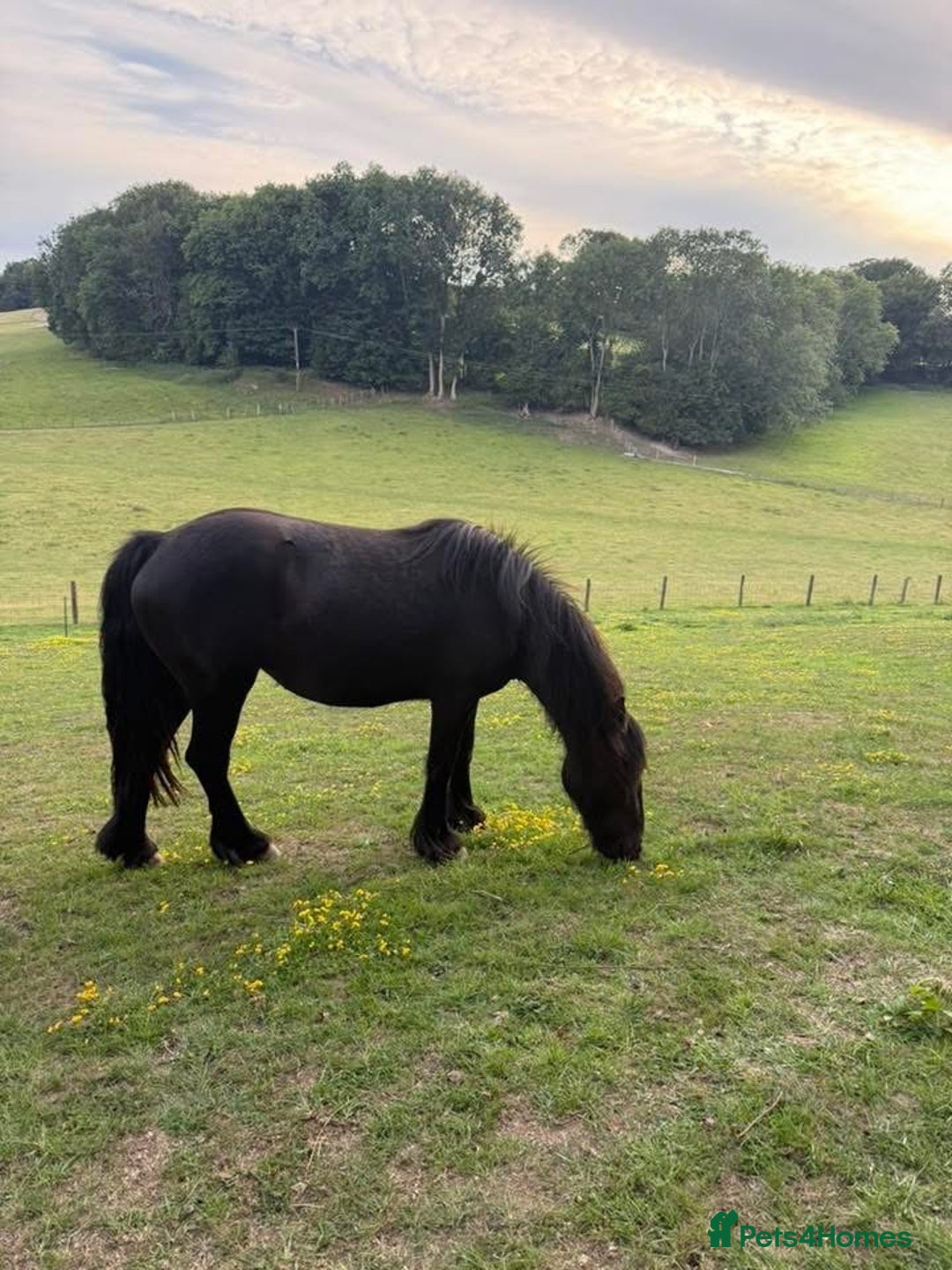 Fell horses for sale: Stunning black 2 year old Fell filly - Image 3