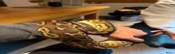 Python Snake reptiles for sale: Ball Python - Male 2.5yrs in Leven - Advert 2