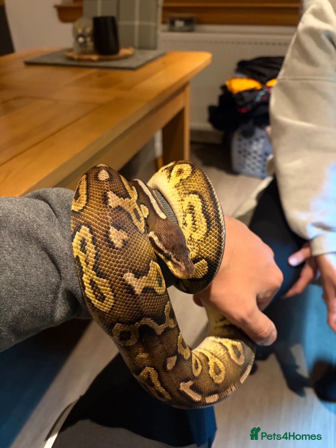 Python Snake reptiles for sale: Ball Python - Male 2.5yrs in Leven - Advert 2