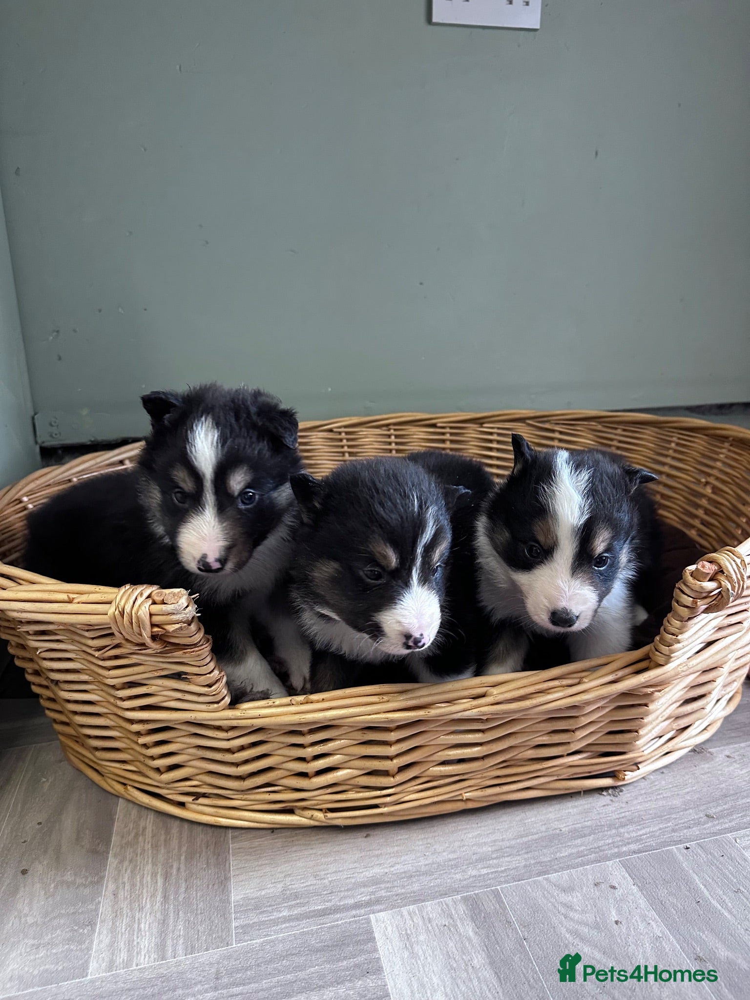 Border Collie dogs Border Collie Puppies - Advert 2