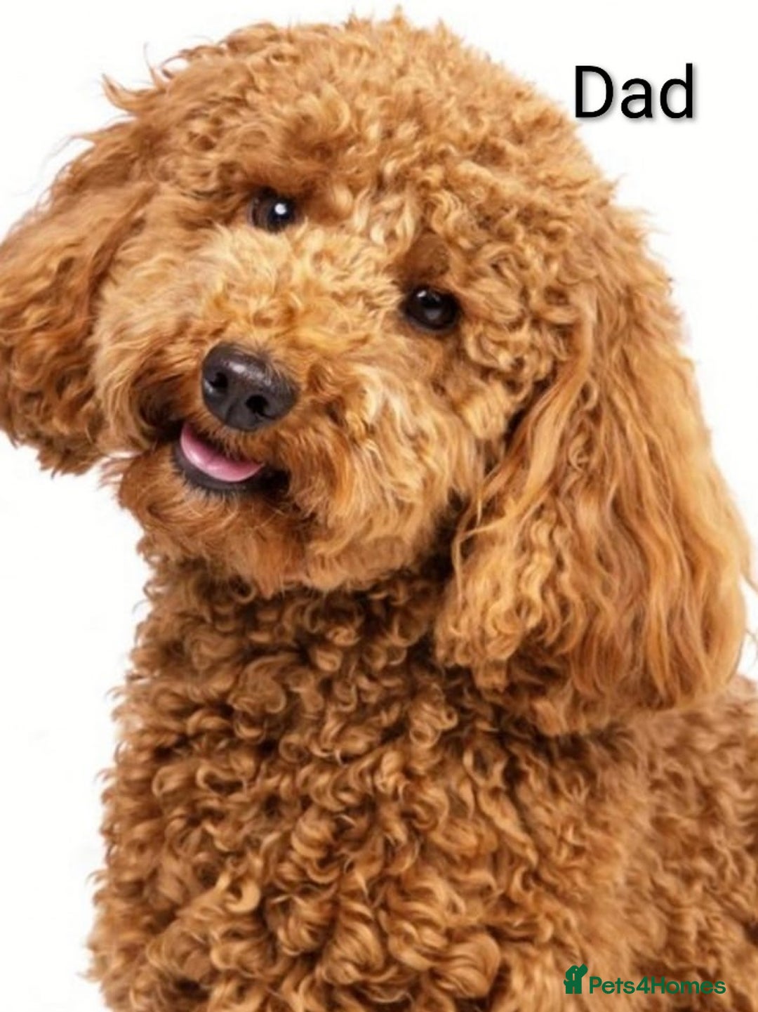 Cockapoo dogs for sale: Beautiful cockapoos puppies  - Advert 15