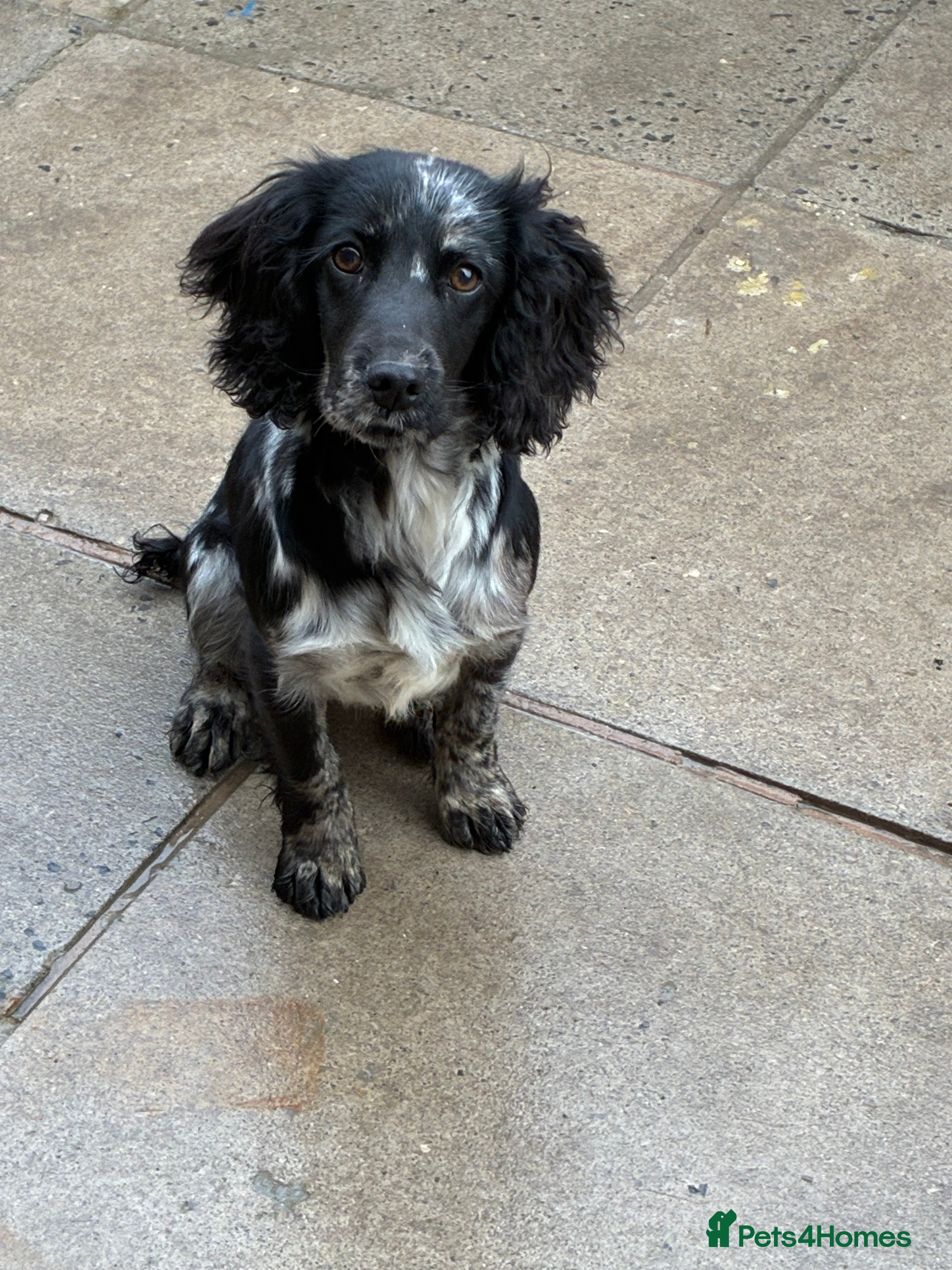 Cocker Spaniel dogs Merle female cocker spaniel  - Advert 1