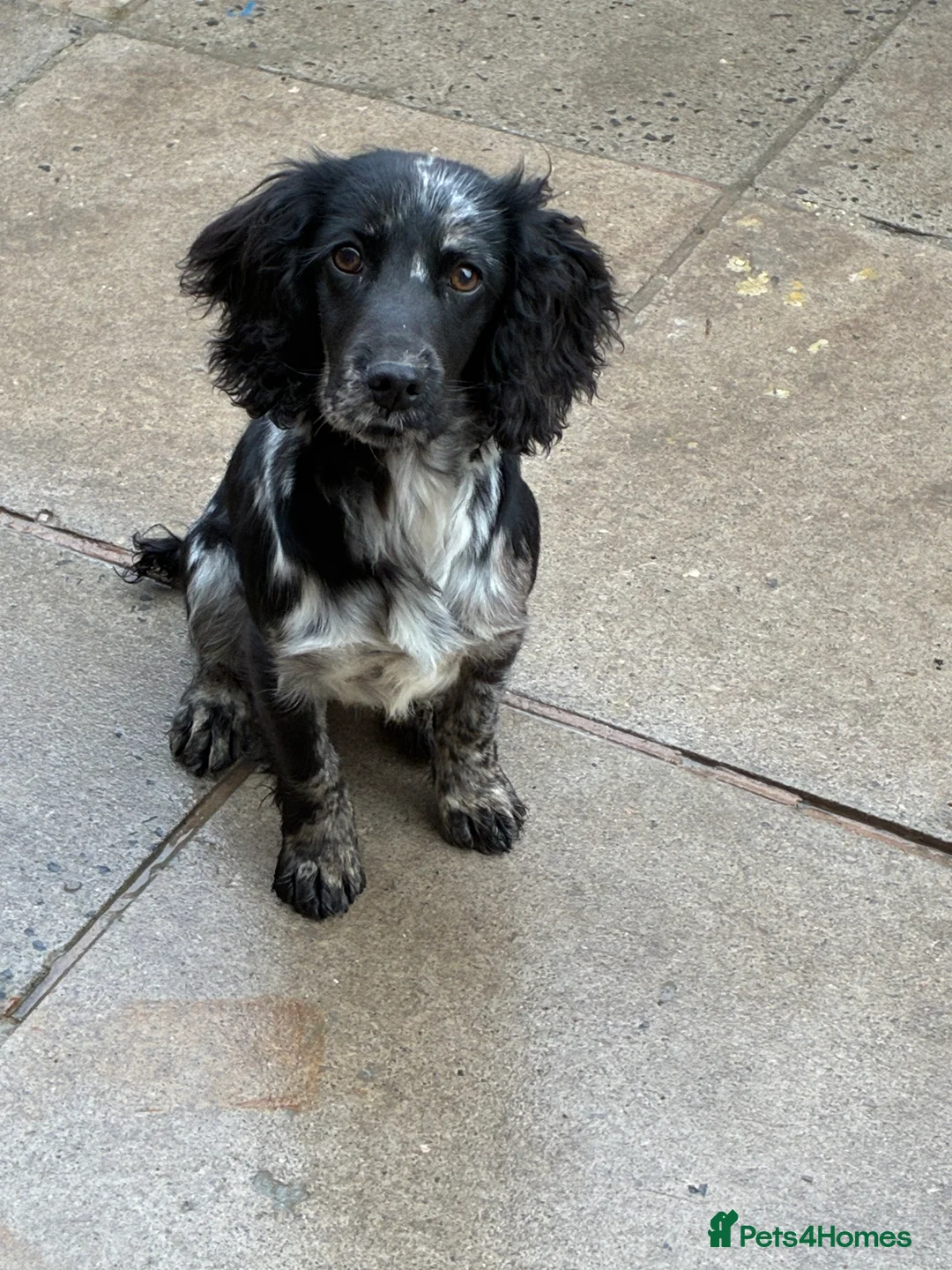 Cocker Spaniel dogs for sale: Merle female cocker spaniel  - Advert 1