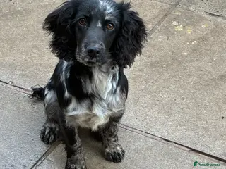 Cocker Spaniel dogs Merle female cocker spaniel - Advert 5