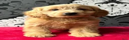 Cockapoo dogs for sale: F1 cockapoo puppies ready now  - Advert 3