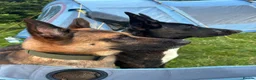 Mixed Breed dogs for sale: Belgian Malinois X  in Selkirk - Advert 12