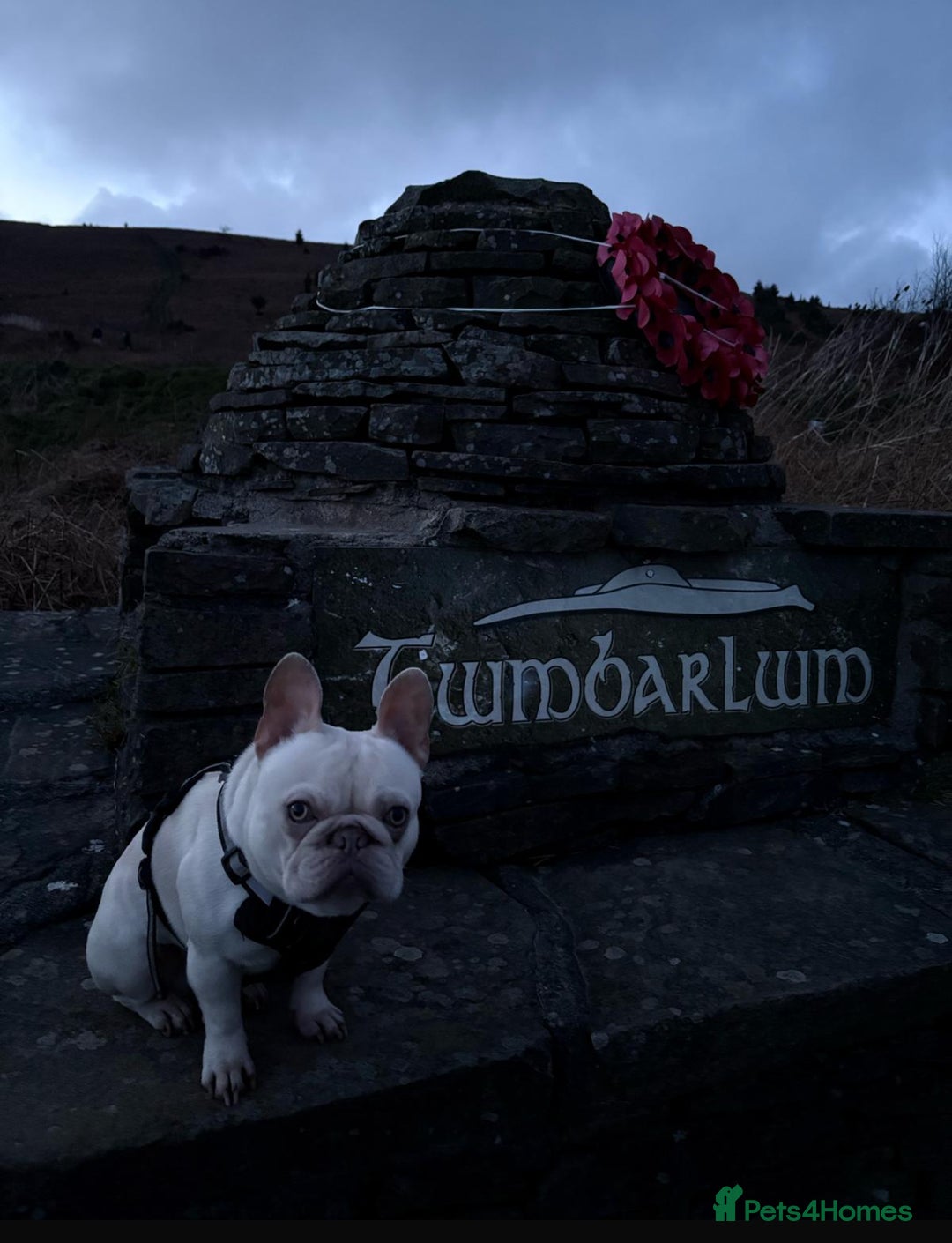 French Bulldog dogs for stud: BBeau T - Image 2