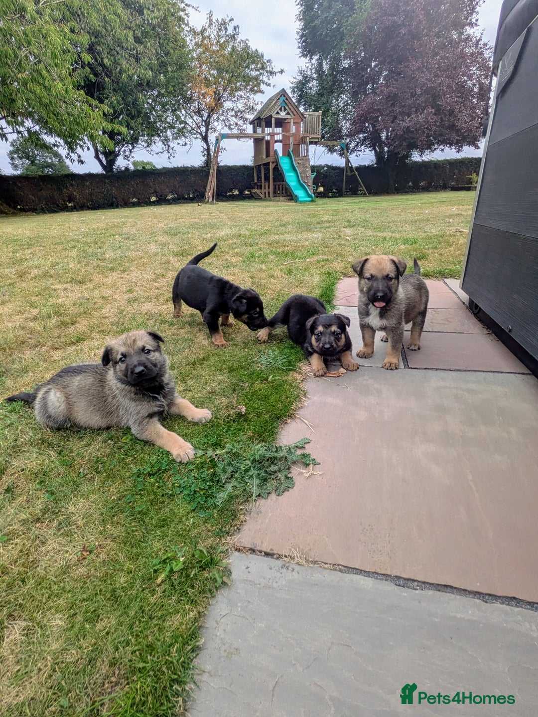 Mixed Breed dogs for sale: German shepherd cross, Belgium malinios  - Image 6