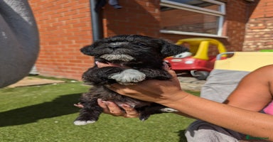 Mixed Breed dogs - Advert 4