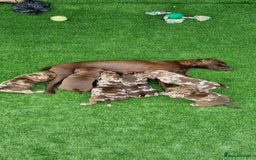 Mixed Breed dogs for sale: Patterdale cross minature daschound  - Image 4