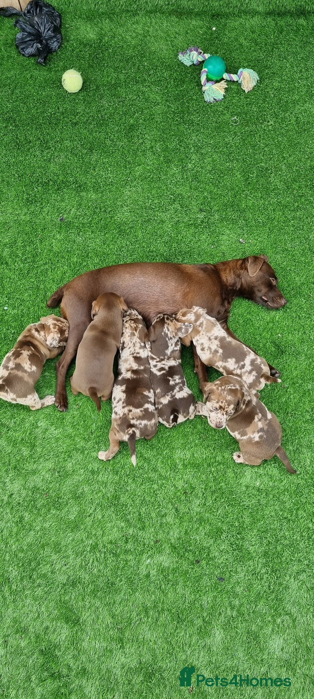 Mixed Breed dogs for sale: Patterdale cross minature daschound  - Image 4