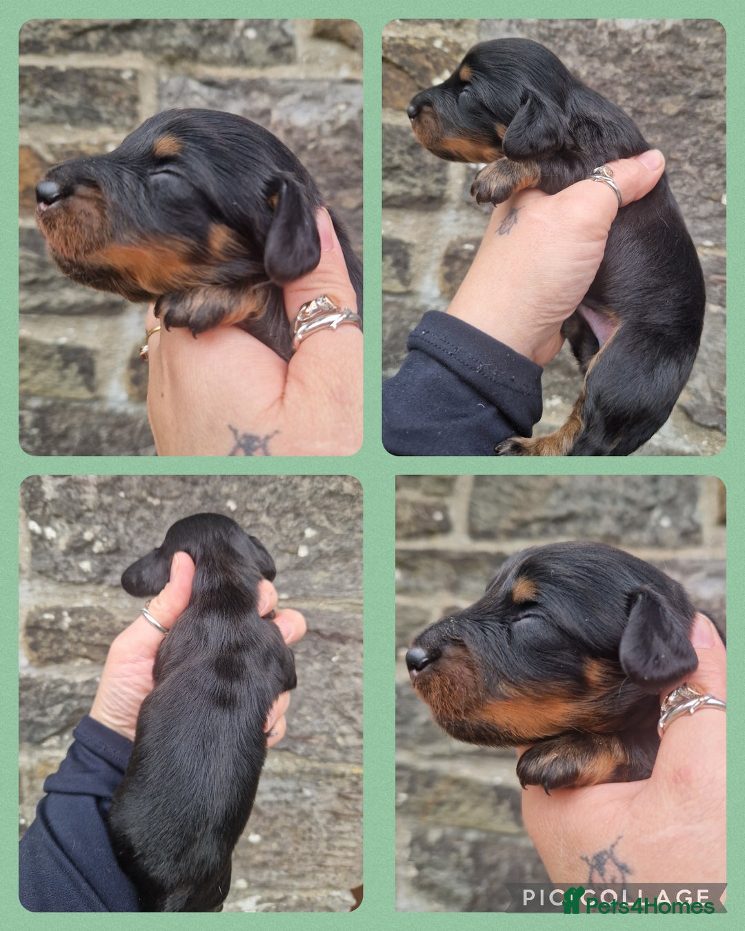 Miniature Dachshund dogs for sale: KC REG LONG HAIR MINIATURE DACHSHUNDS  - Image 3