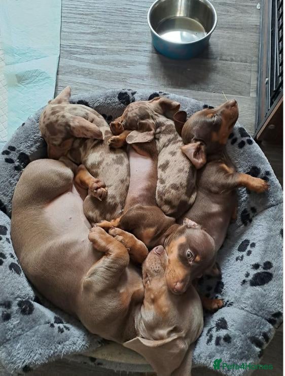 Miniature Dachshund dogs Adorable Miniature Dachshund Puppies Available - Advert 8