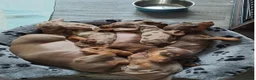 Miniature Dachshund dogs for sale: Adorable Miniature Dachshund Puppies Available in Alva - Advert 1