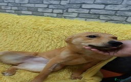 Mixed Breed dogs for adoption: 💖🐶 LESSY 🐶💖 - Image 12