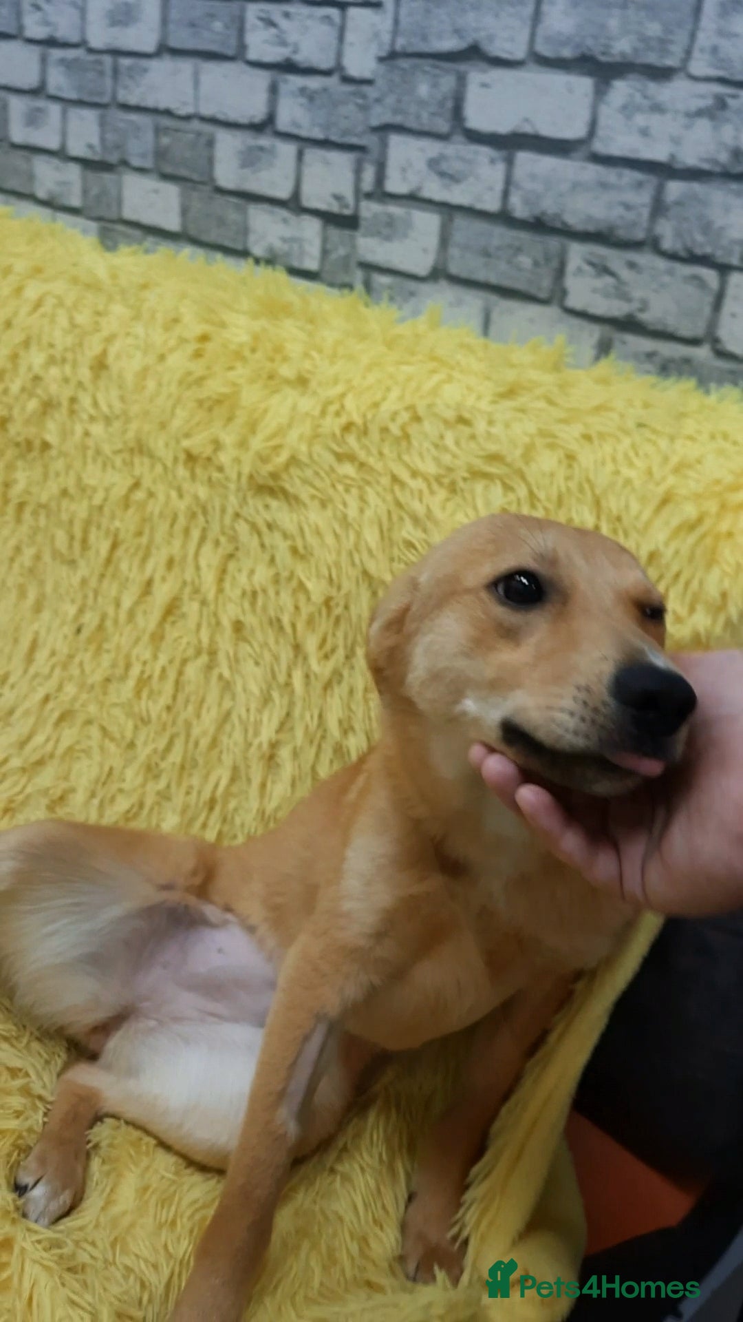 Mixed Breed dogs for adoption: 💖🐶 LESSY 🐶💖 - Image 12