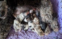 Poochon dogs for sale: Poochon pups stunning Rare colours - Image 30