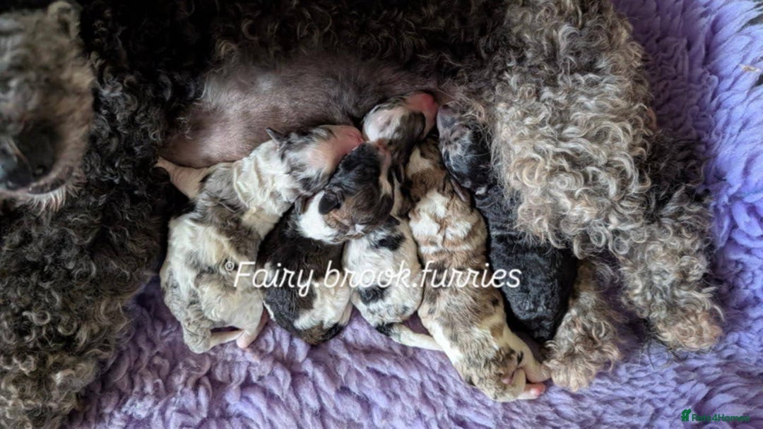 Poochon dogs for sale: Poochon pups stunning Rare colours - Image 30