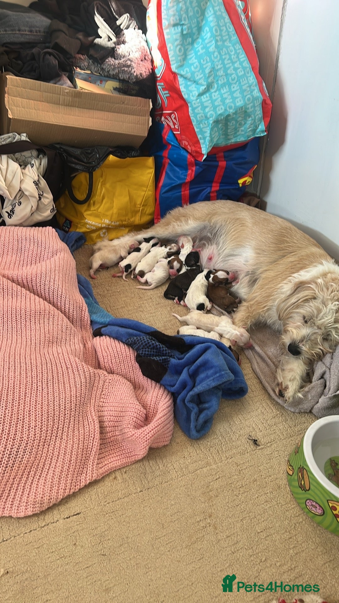 Mixed Breed dogs 11 beautiful parson Russell x pups - Advert 1