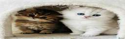 Persian cats for sale: Beautiful doll-face Persian Chinchilla kittens in Slough - Advert 7