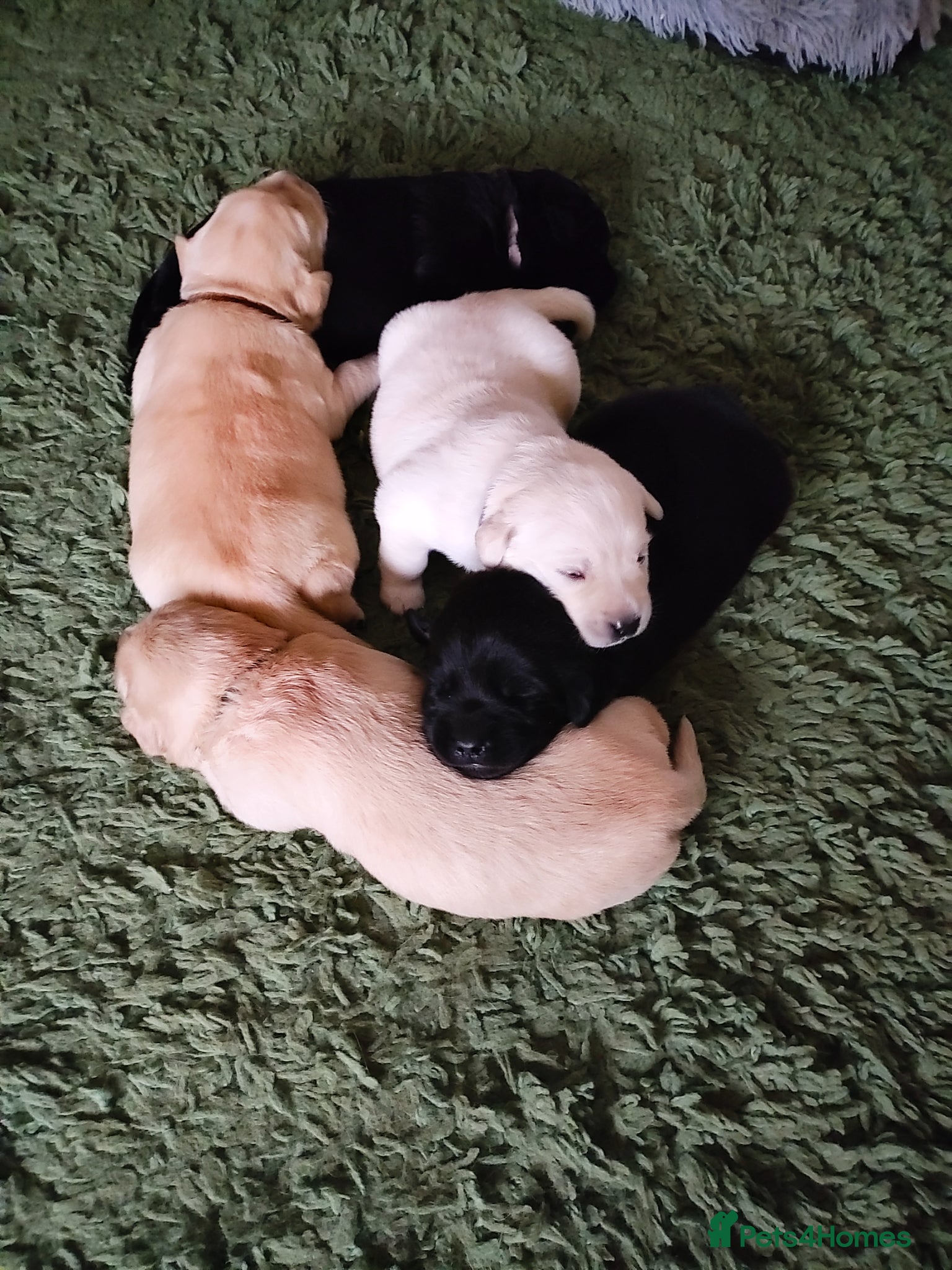 Labrador Retriever dogs 3 boys and 1 girl  - Advert 2