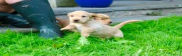 Cocker Spaniel dogs for sale: Gorgeous Golden Working Cocker Spaniels - Advert 15