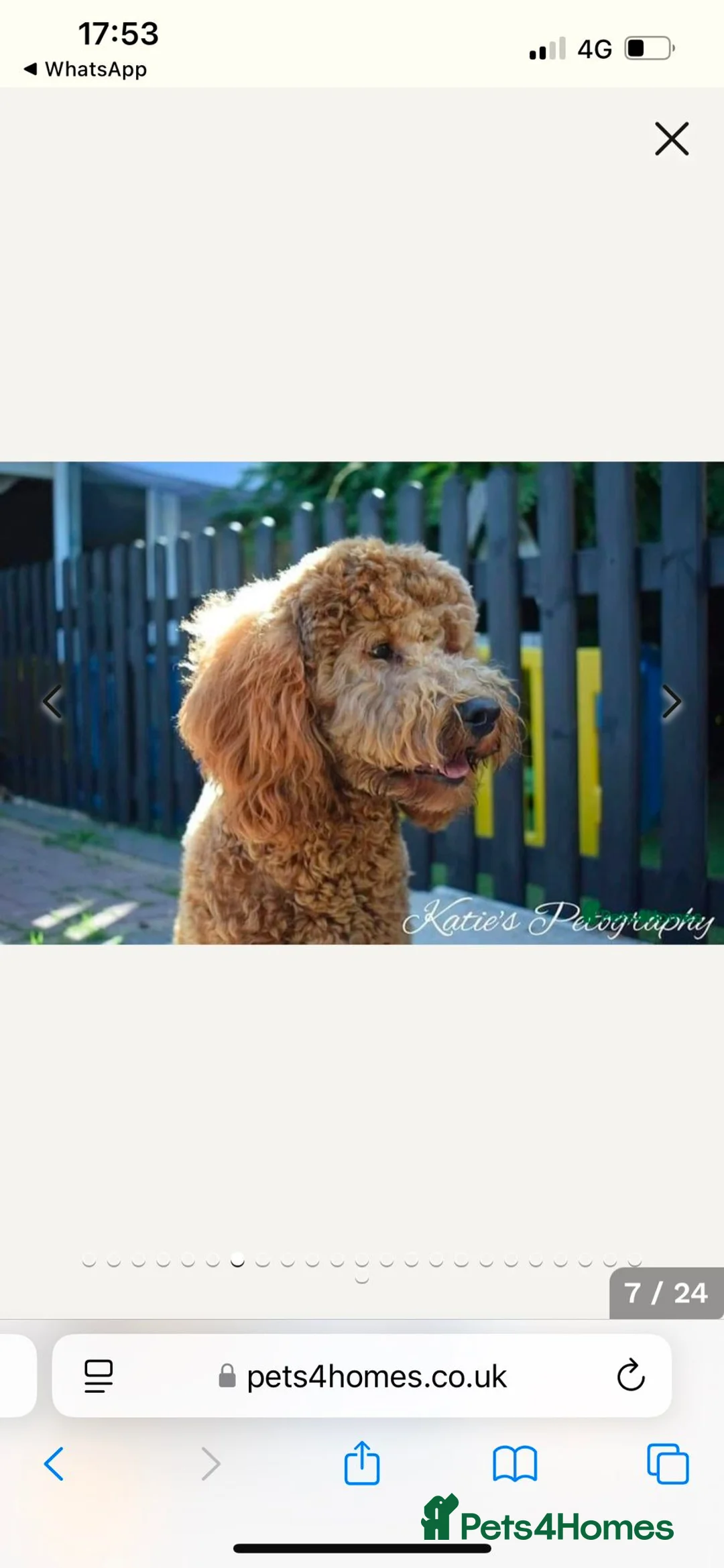 Cockapoo dogs for sale: F1 cockapoo puppies - Advert 7