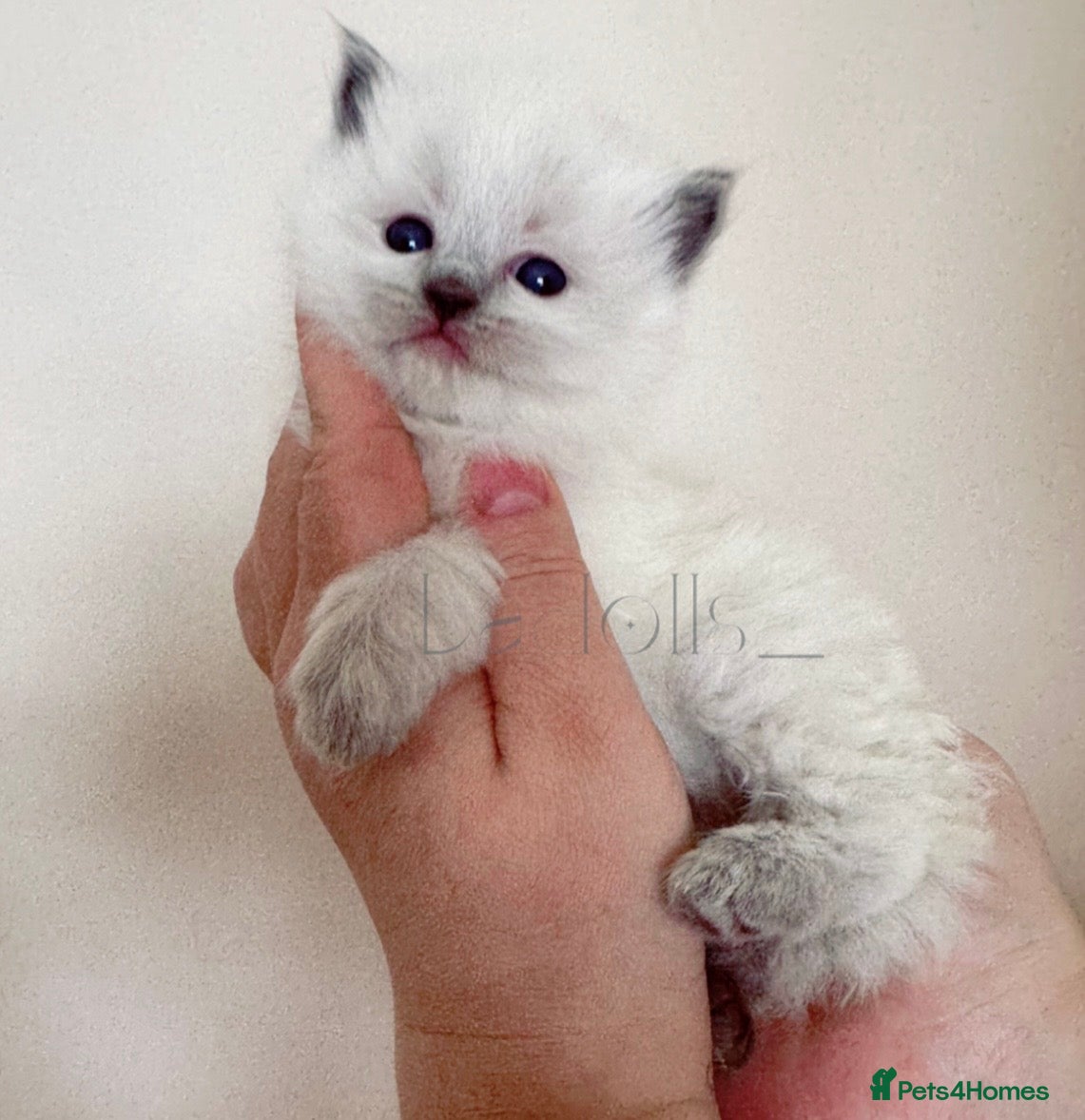 Ragdoll cats ✨Ragdoll Kittens Raised With Love xx  - Advert 19