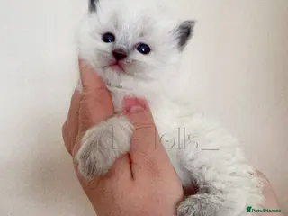 Ragdoll cats ✨Ragdoll Kittens Raised With Love xx - Advert 19