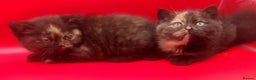 British Shorthair cats for sale: Beautiful  British Shorthair  - Advert 17