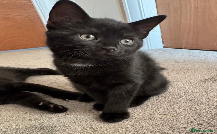 Mixed Breed cats - Advert 7