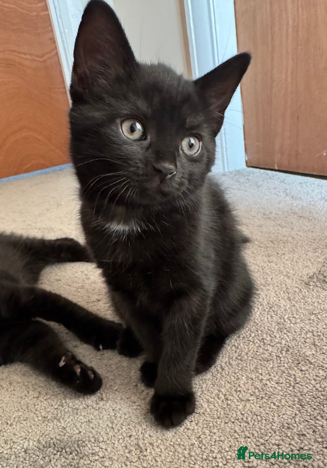 Mixed Breed cats for sale: Beautiful female kitten available  - Image 1